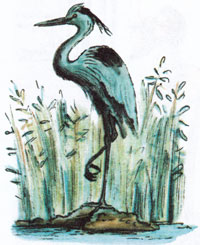 Цапля